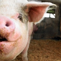 Stop the Social Media Spam: My Pet the Pig Campaign! | The Marketing Nut | SocialMedia_me | Scoop.it