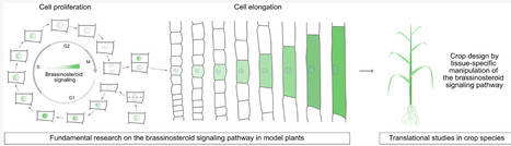Unlocking the potential of brassinosteroids- A path to precision plant engineering | RMH | Scoop.it