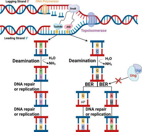 Replication-coupled dual-deaminase mutagenesis (RCDM) enables continuous genomic evolution in Bacillus subtilis | Mcf | RMH | Scoop.it