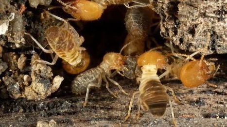 Les termites | EntomoScience | Scoop.it