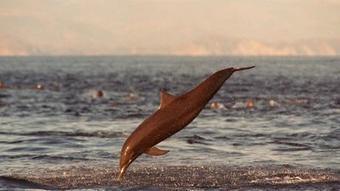 NOAA expanding dolphin-safe tuna certification requirements | Coastal Restoration | Scoop.it