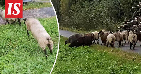 Karanneet lampaat pys&auml;yttiv&auml;t Kain kotimatkan yll&auml;tt&auml;en | A1Uutiset | Scoop.it