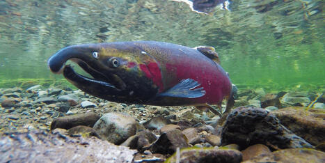 Hidden 'Beneath the Surface,' Freshwater Fish Migrations Collapsing Worldwide | by&nbsp;Brett Wilkins | CommonDreams.org | @The Convergence of ICT, the Environment, Climate Change, EV and HEV Transportation & Distributed Renewable Energy | Scoop.it