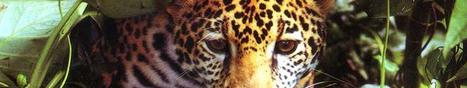 David Attenborough - Wonderful World - BBC | The 21st Century | Scoop.it