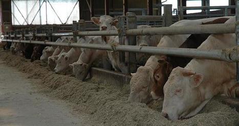 Neobif teste de nouvelles conduites alimentaires | Actualit&eacute;s de l'&eacute;levage | Scoop.it