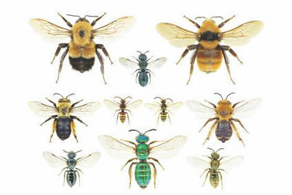 À quoi ressemblent les abeilles dans le monde ? Université de Montréal | Biodiversité | Scoop.it