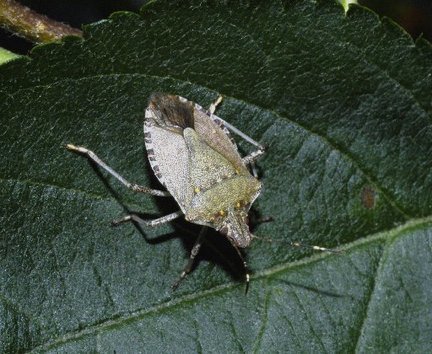 Return of the stink bugs, what to do | Gardening Life | Scoop.it