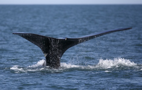 As Right Whale Population Plummets, Focus Turns To Their Falling Birth Rates | Coastal Restoration | Scoop.it