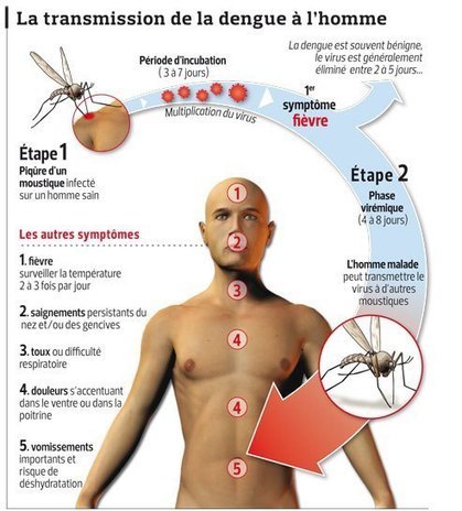 Epidémie de Dengue dans la région de Krabi, un décès à Koh Lanta - Actu, Santé - thailande-fr.com | EntomoNews | Scoop.it