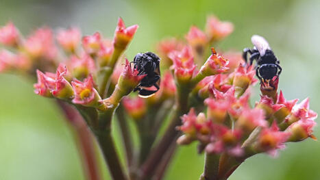 Ces abeilles deviennent les premiers insectes au monde &agrave; b&eacute;n&eacute;ficier de droits juridiques | Biodiversit&eacute; - @ZEHUB on Twitter | Scoop.it
