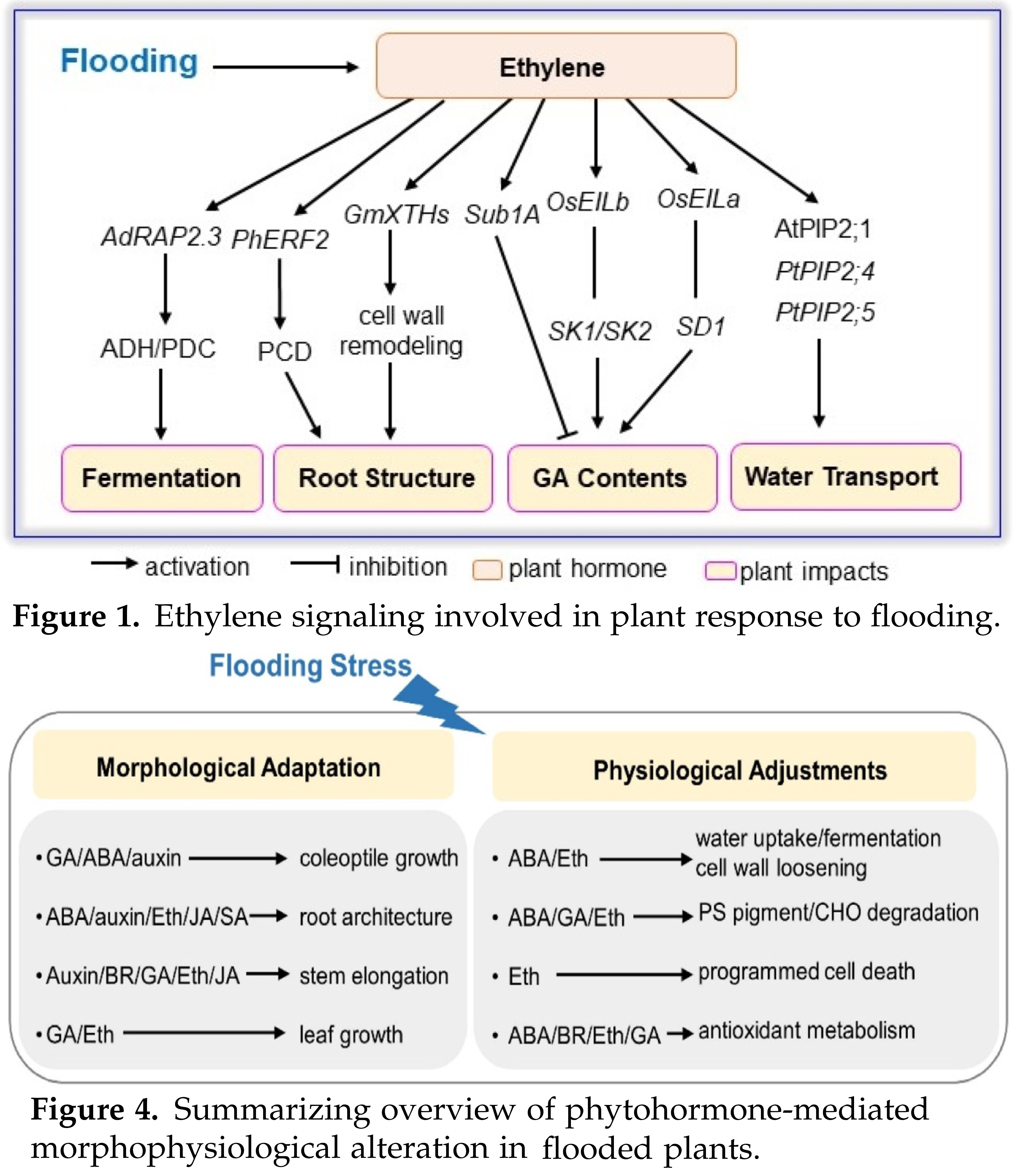 The Role Of Phytohormones In Plant Response To ...