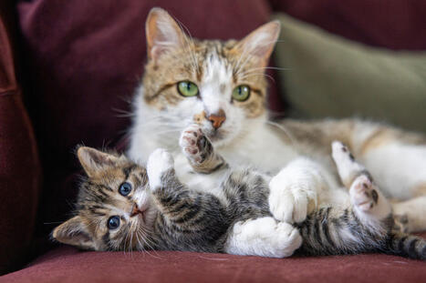 Kissojen nimet ja nimip&auml;iv&auml;kalenteri &ndash; N&auml;in lemmikkej&auml; nyt nimet&auml;&auml;n | 1Uutiset - Lukemisen t&auml;hden | Scoop.it