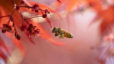 Le changement climatique menace le nombre d'abeilles en Turquie - www.aa.com.tr | Gestion Durable des Ressources | Scoop.it