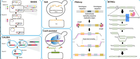 Technologies for engineering repetitive DNA | RMH | Scoop.it
