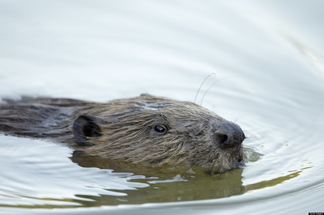 Beaver Dam Significantly Protected Bay From Oil Spill, Officials Say | Pollution accidentelle des eaux (+ déchets plastiques) | Scoop.it