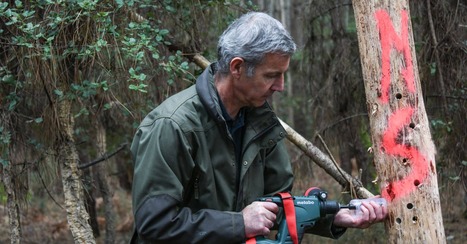 Landes : l’arrivée d’un ver ravageur sème la panique chez les forestiers | Les Colocs du jardin | Scoop.it