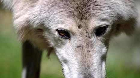 Alpes-Maritimes: Un nouveau loup abattu dimanche au nord de Grasse | Loup | Scoop.it