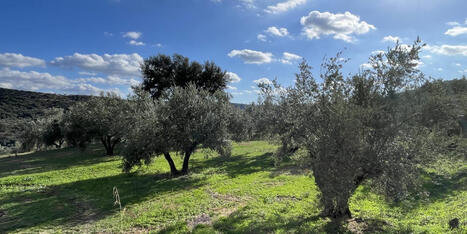 Jaime Lillo: &laquo;El olivo que nos une&raquo;&nbsp; | OLIVE NEWS | Scoop.it
