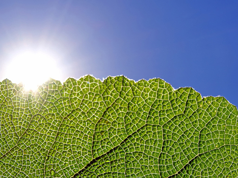 From Thin Air: Making Fuel Like a Tree | Biomimicry | Scoop.it