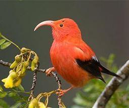 Upsetting the Natural Balance of Forests: Native forest birds in unprecedented trouble | BIODIVERSITY IS LIFE  &ndash; | Scoop.it