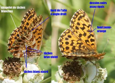 La petite violette : Quel est cet animal ? | Insect Archive | Scoop.it