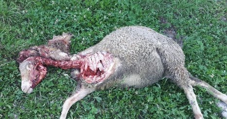 Roissard | Brebis tuées : encore la faute du loup ? | Loup | Scoop.it