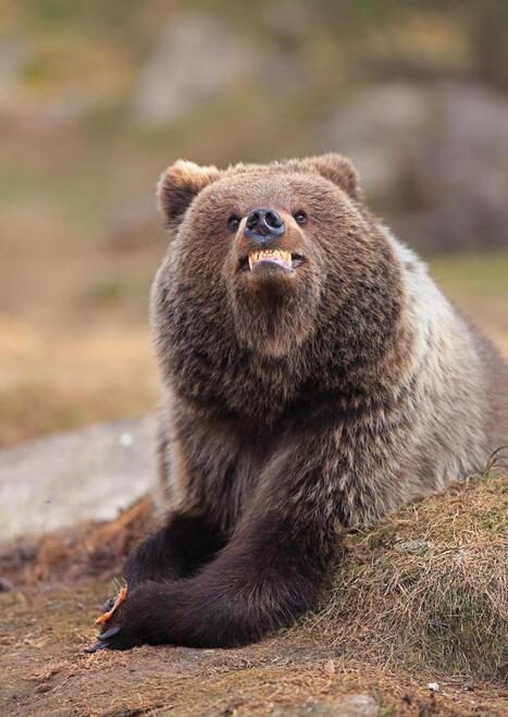 Voici les photos animalières les plus drôles de l’année : impossible de ne pas sourire | Biodiversité - @ZEHUB on Twitter | Scoop.it