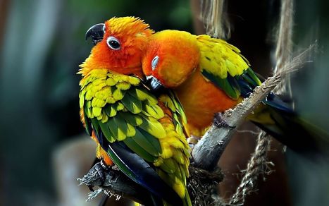 Love Birds 1080p Pictures Wallpaperscharlie