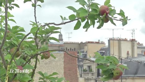 Agriculture urbaine : l'avenir est sur les toits | Plusieurs id&eacute;es pour la gestion d'une ville comme Namur | Scoop.it