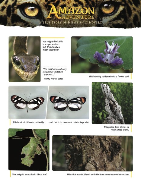 Amazon Adventure Learning Centre | Rainforest CLASSROOM | Scoop.it