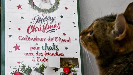 Chocolats, bijoux, bi&egrave;res et pour animaux: les calendriers de l&rsquo;Avent sont incontournables | Le fil d'actualit&eacute;s de l'URCA | Scoop.it