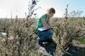 Southern California sagebrush better suited to climate change, study finds | Coastal Restoration | Scoop.it