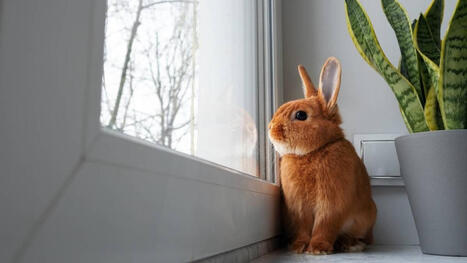 Un lapin n'est pas un jouet : l'association R&egrave;gne animal alerte sur des abandons massifs et une loi jug&eacute;e bien trop douce | Biodiversit&eacute; - @ZEHUB on Twitter | Scoop.it