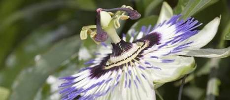 Soigner l'anxiété et l'angoisse avec la phytothérapie | Santé par les plantes | Scoop.it