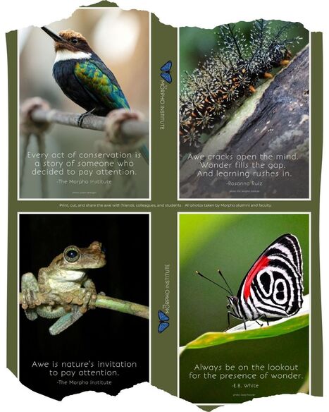 Alumni Photo Postcards - Free Download!&nbsp; | RAINFOREST EXPLORER | Scoop.it