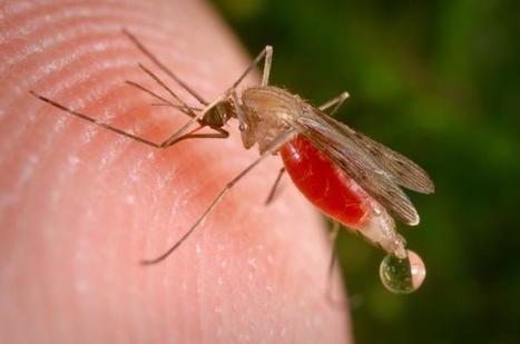 Le Burundi rapporte plus de 3 millions de cas de paludisme | EntomoNews | Scoop.it