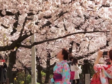 Japan improves hospitality skills to attract foreigners during spring | Customer service in tourism | Scoop.it