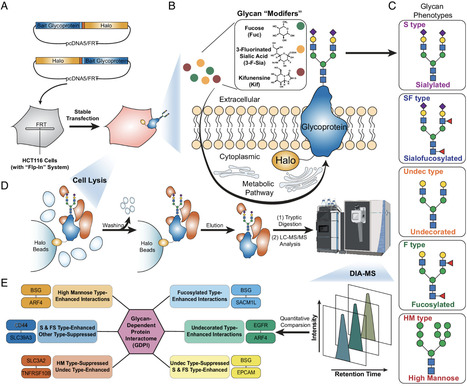 Metabolic control of glycosylation forms for establishing glycan-dependent protein interaction networks | pnas | RMH | Scoop.it