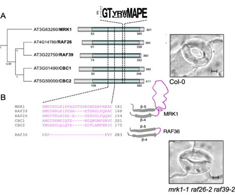 bioRxiv: Subfamily C7 Raf-like kinases MRK1, RAF26, and RAF39 regulate immune homeostasis and stomatal opening in Arabidopsis thaliana (2023) | Publications from The Sainsbury Laboratory | Scoop.it