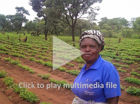 Financing smallholder farmers - the working capital challenge | Questions de développement ... | Scoop.it