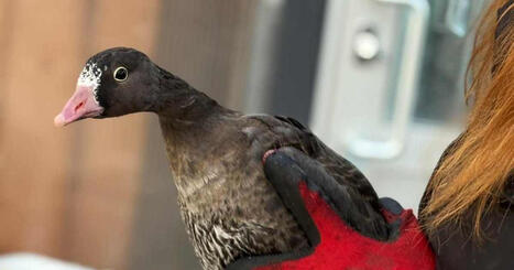 &Auml;ht&auml;rin el&auml;inpuistosta siirrettiin ensimm&auml;iset el&auml;imet Korkeasaareen | Kotimaa | Yle | 1Uutiset - Lukemisen t&auml;hden | Scoop.it