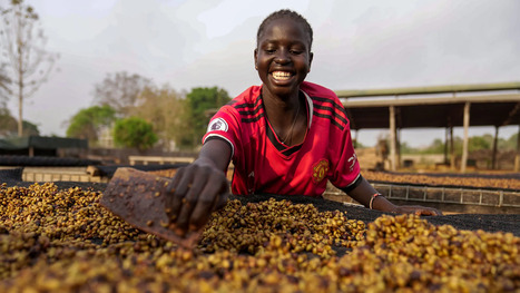 ENVIRONMENT : Could this rare bean be the solution to the global coffee crisis?  | ALIMENTATIONS | Scoop.it