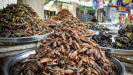 Elena Manfrini, invit&eacute;e de l&rsquo;&eacute;mission &laquo; Les Chantiers de la recherche &raquo; sur France Culture - "Risque-t-on d&rsquo;&ecirc;tre envahis par les insectes comestibles&nbsp;?" | Life Sciences Universit&eacute; Paris-Saclay | Scoop.it