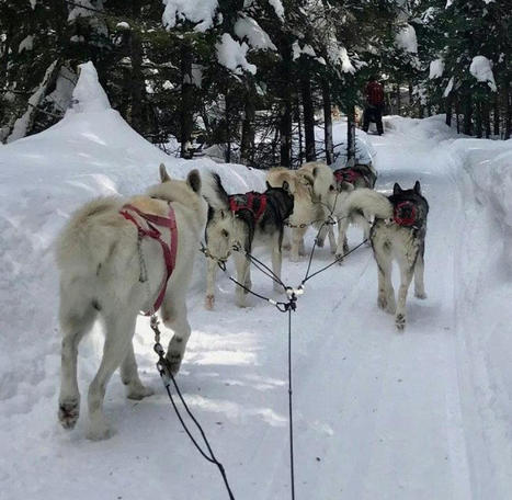 Urlaub in Kanada: In Quebec wird der eiskalte Winter zum Vergnügen - WELT | Enjeux du Tourisme de Montagne | Scoop.it