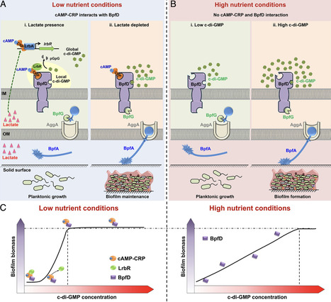 Local c-di-GMP signaling, triggered by cross-regulation of cAMP-CRP and c-di-GMP, controls biofilm formation under nutrient limitation | pnas | RMH | Scoop.it
