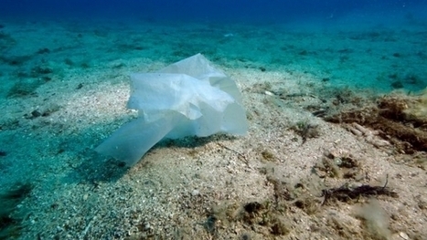 Méditerranée: protection juridique pour quatre espèces de corail menacées d’extinction | Zones humides - Ramsar - Océans | Scoop.it