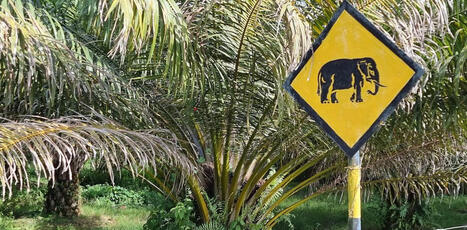 For&ecirc;ts et plantations de palmiers &agrave; huile peuvent-elles vraiment coexister&nbsp;? Des r&eacute;sultats prometteurs en provenance de Born&eacute;o | &Eacute;cosyst&egrave;mes Tropicaux | Scoop.it