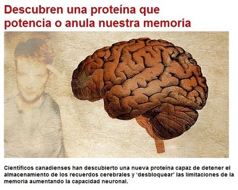 ARMAK de ODELOT: Descubren una proteína que potencia o anula nuestra memoria | PIENSA en VERDE | Scoop.it