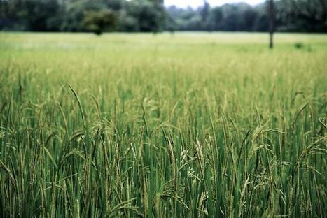 Isoler sa maison avec de la paille de riz | Build Green, pour un habitat écologique | Scoop.it