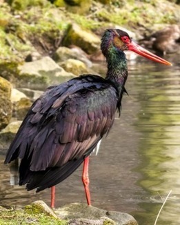 Gestion des milieux aquatiques et rivulaires en France - Transf'eau Meuse | Biodiversité | Scoop.it